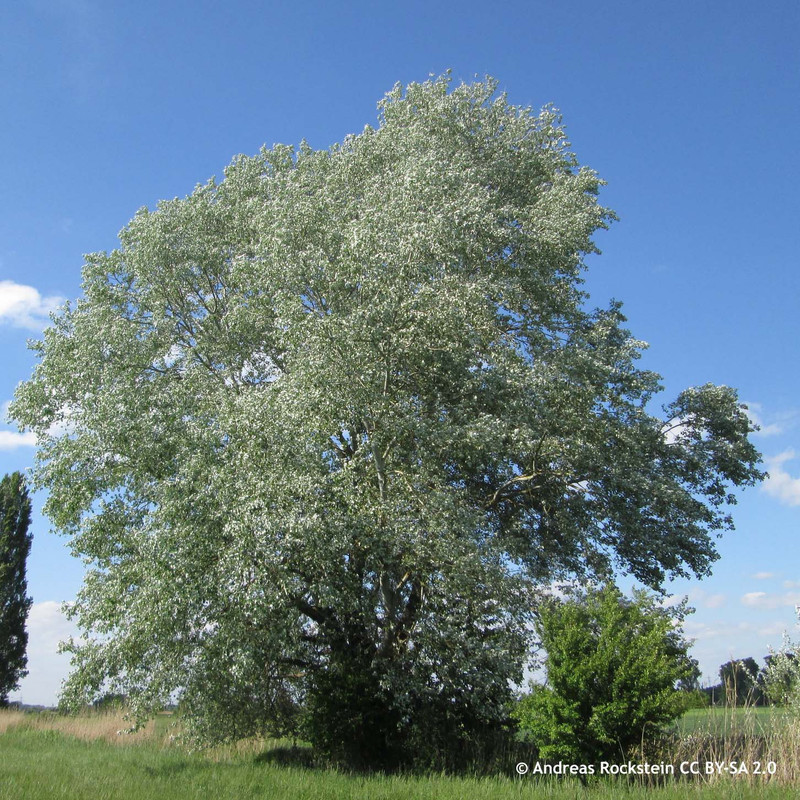 Populus alba 200/250cm