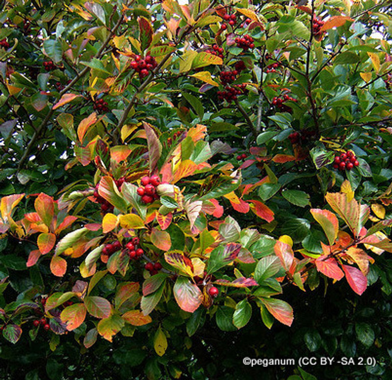 Crataegus persimilis 'Prunifolia' - 200/250cm