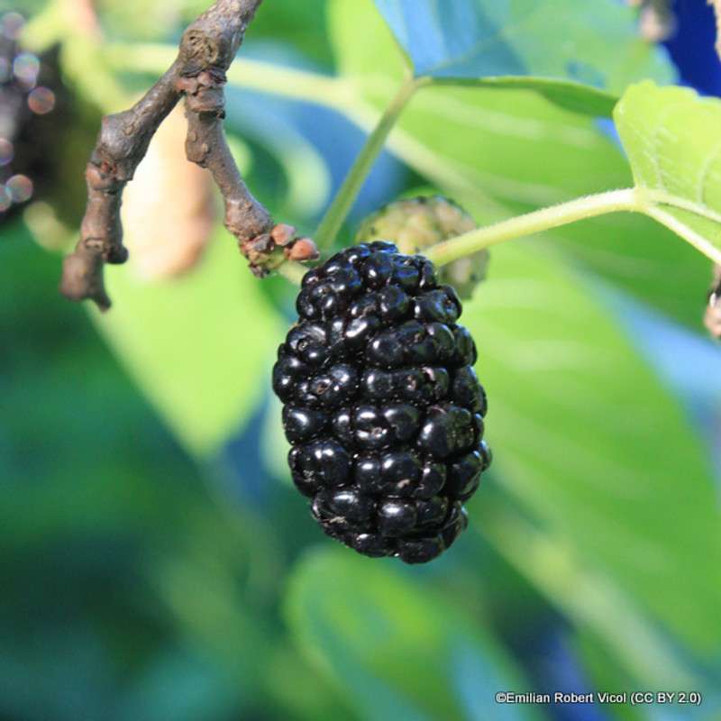 Morus nigra - Black Mulberry (3L)