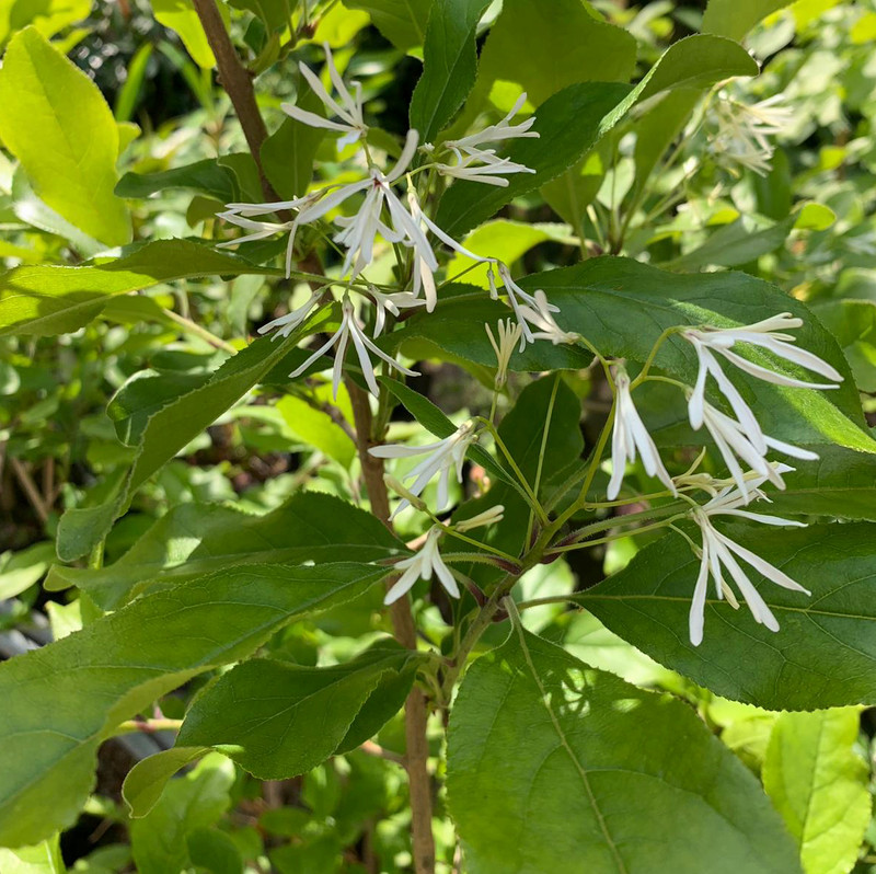 Chionanthus retusus (Chinese fringe tree)