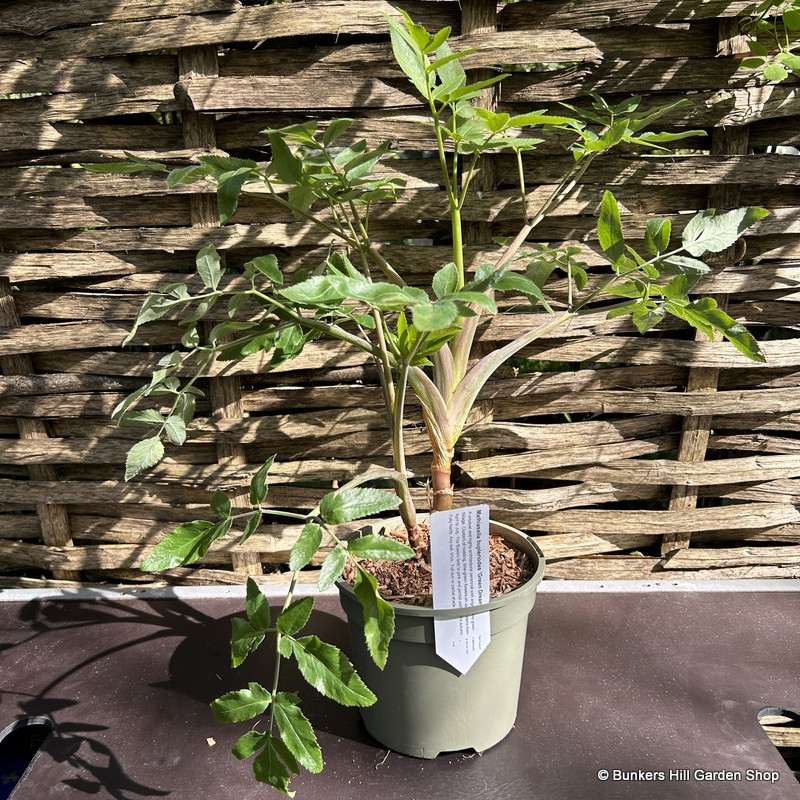 Mathiasella bupleuroides ‘Green Dream’
