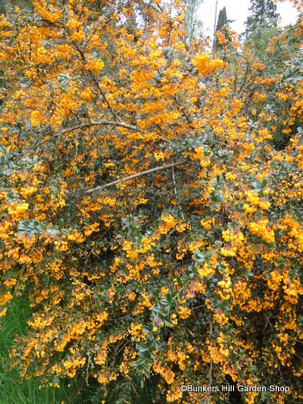 Berberis darwinii 'Compacta'