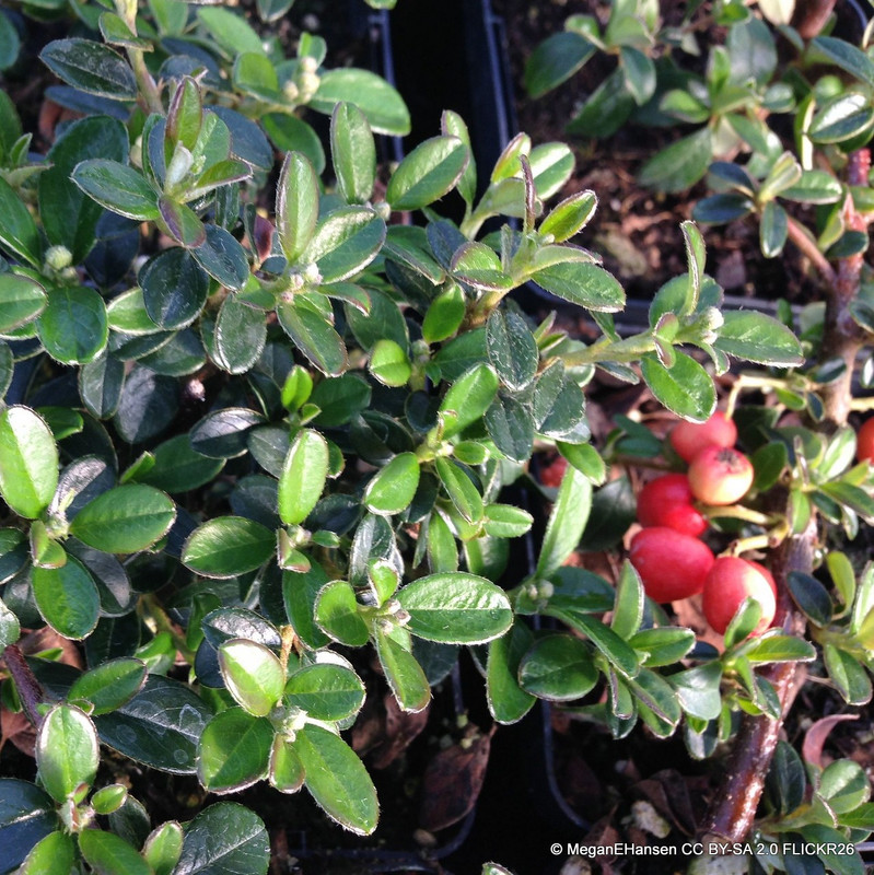 Cotoneaster 'Coral Beauty - 3ltr pot
