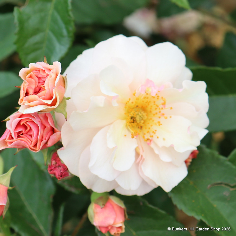 Cornelia - Shrub Rose