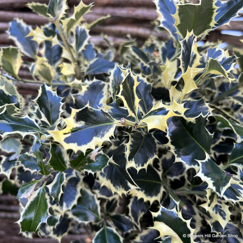 Ilex aquifolium 'Argentea Marginata' (80-000cm) 3ltr