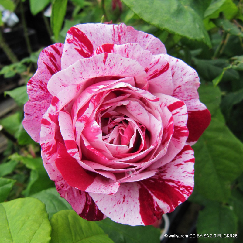 Ferdinand Pichard - Shrub Rose
