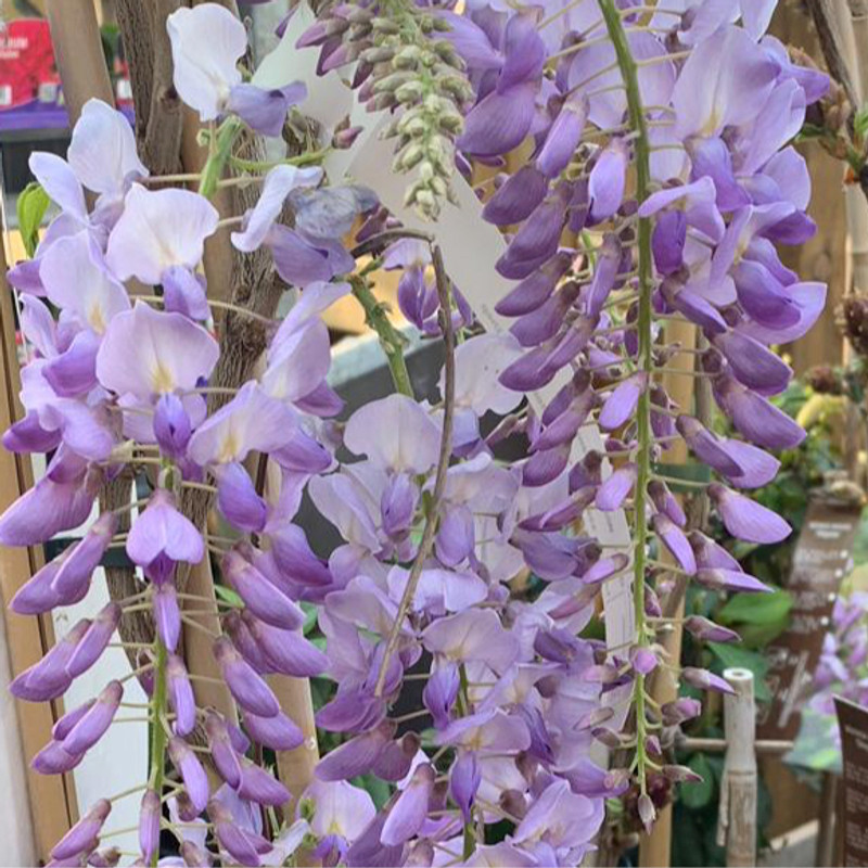 Wisteria sinensis - 15ltr