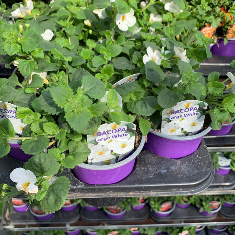 Bacopa 'Large White' - 9cm pot