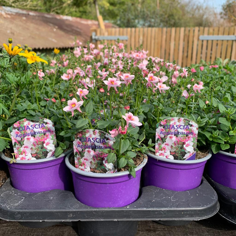 Diascia 'Apple Blossom' - 9cm pot