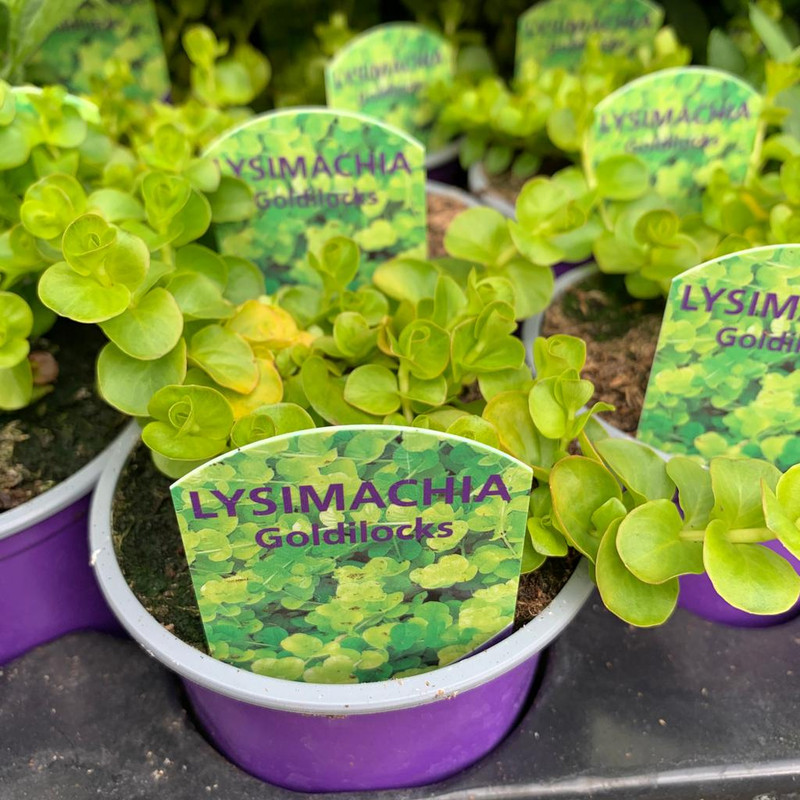 Lysimachia 'Goldilocks' - 9cm pot