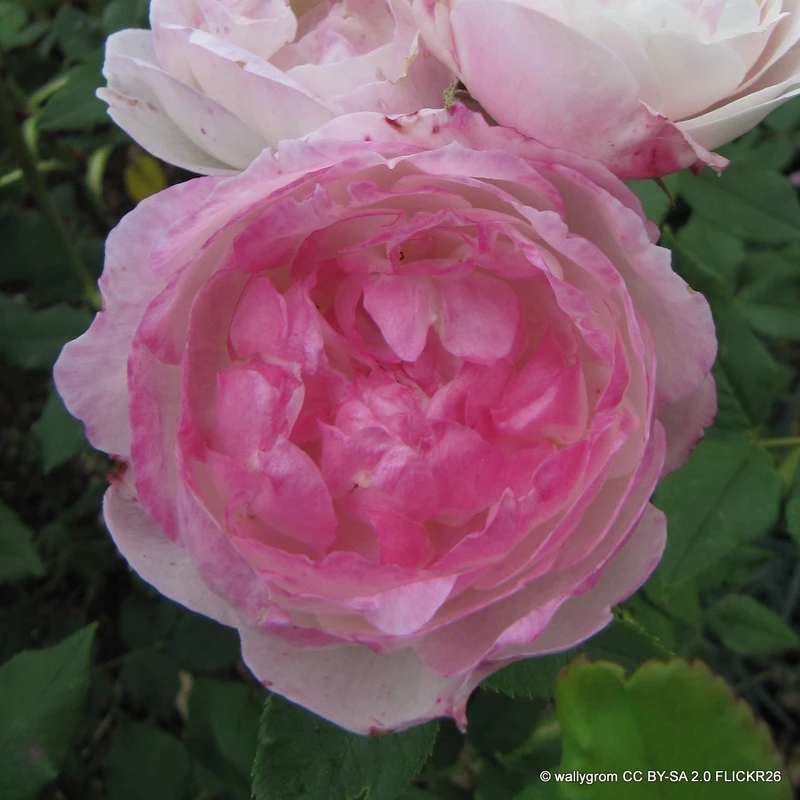 Madame Pierre Oger - Shrub Rose