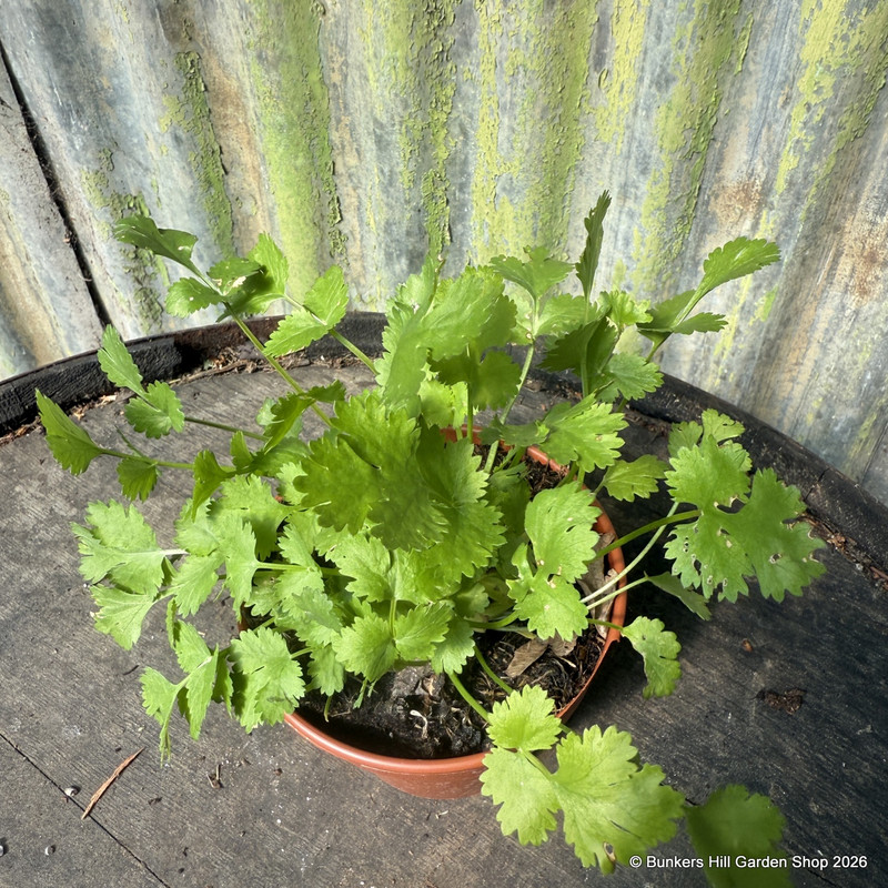 Coriander (11cm)