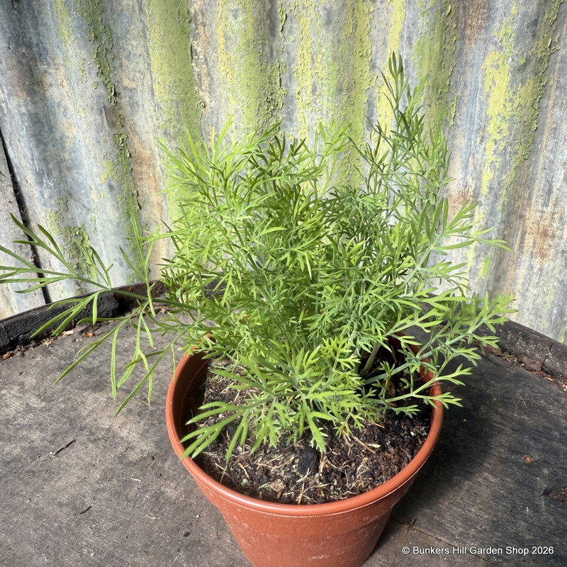Dill (11cm)