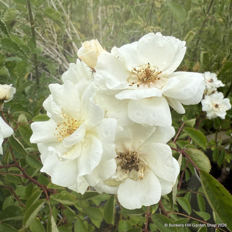 Moonlight - Shrub Rose