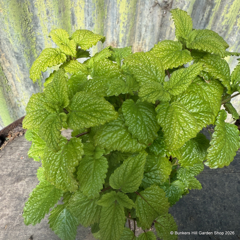 Lemon Balm variegated (11cm)