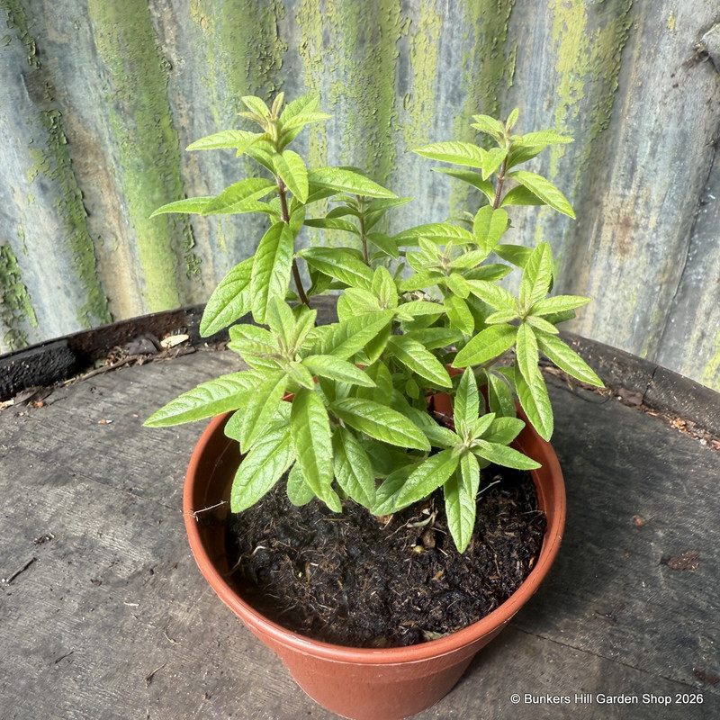 Lemon Verbena Balm (11cm)
