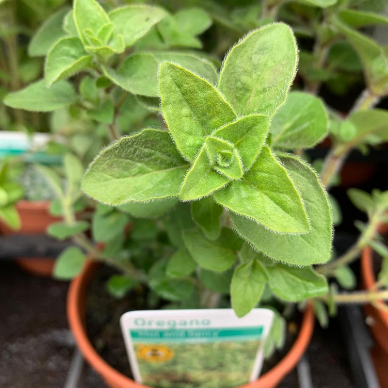 Oregano 'Gold curly' (11cm)