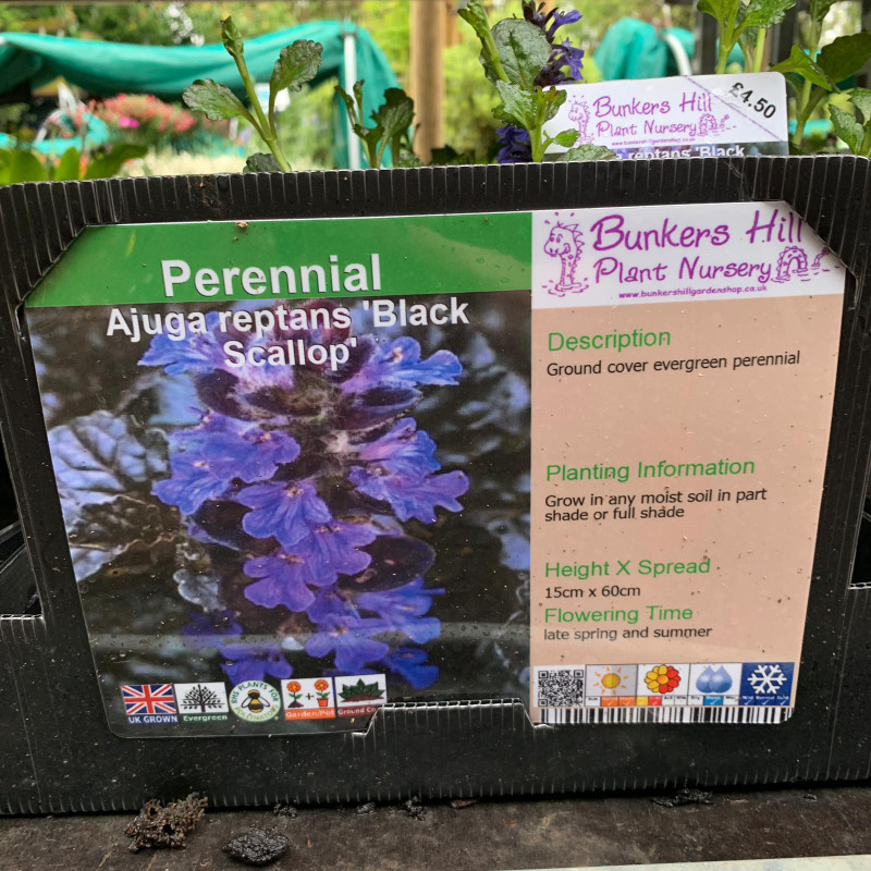 Ajuga reptans 'Black Scallop'1ltr pot