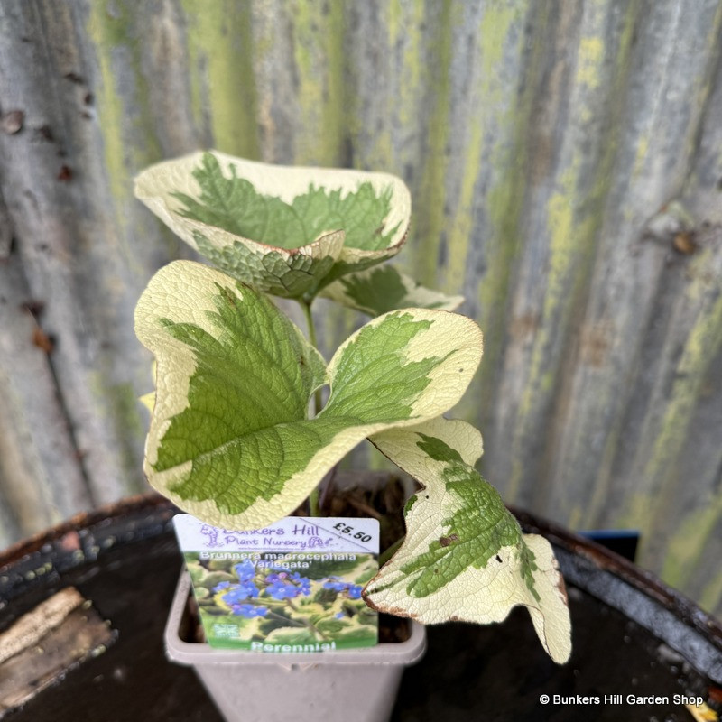 Brunnera macrocephala 'Variegata' 1ltr pot