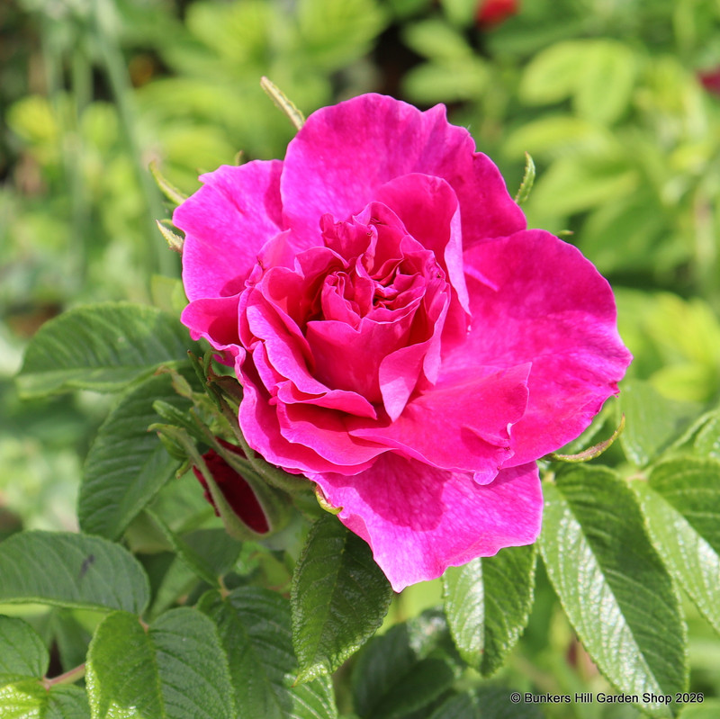 Roseraie de L'Hay - Shrub Rose