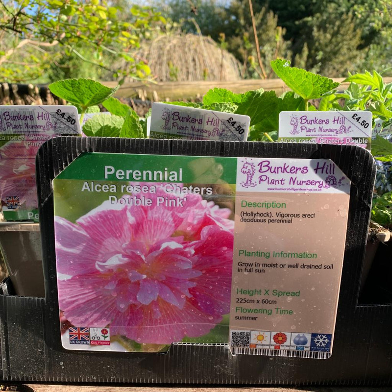 Alcea rose 'Chaters Double Pink' (Hollyhock) 1ltr pot