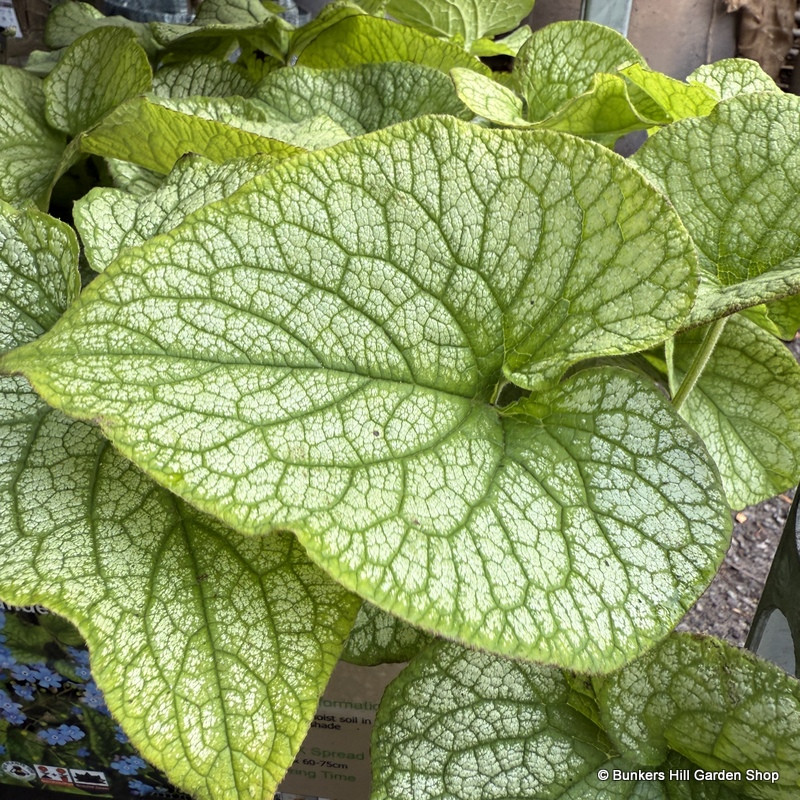 Brunnera macrocephala 'Alexanders Great' 1ltr