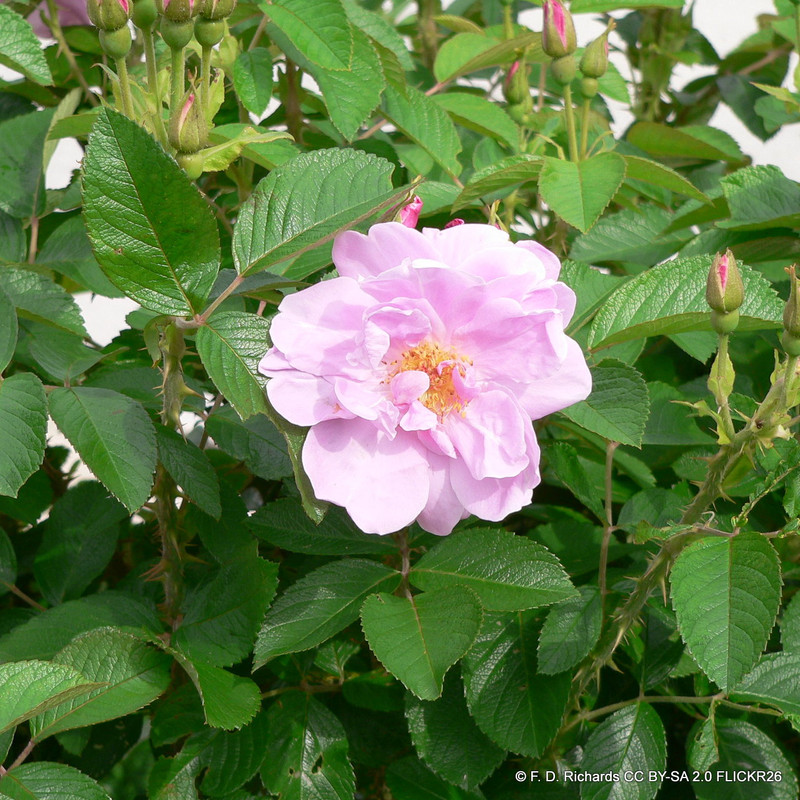 Sarah Van Fleet - Shrub Rose