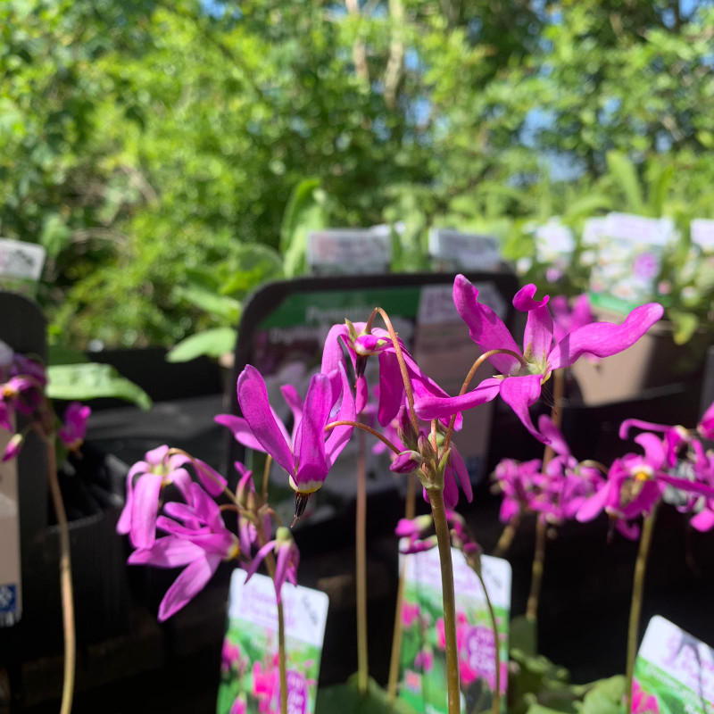 Dodecatheon tetraandum 'Red light' (Sailor Caps) 1ltr