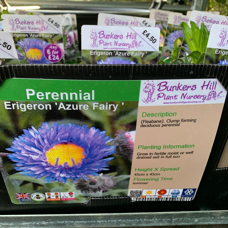 Erigeron 'Azure Fairy' 1ltr pot