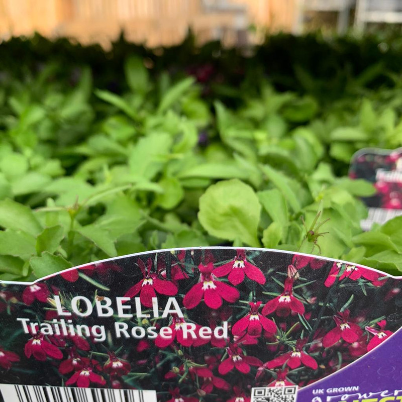Lobelia trailing - Pack of 12 plants