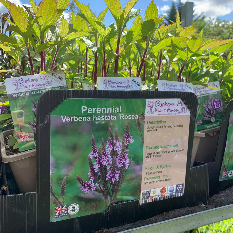 Verbena hastata 'Rosea' 1ltr