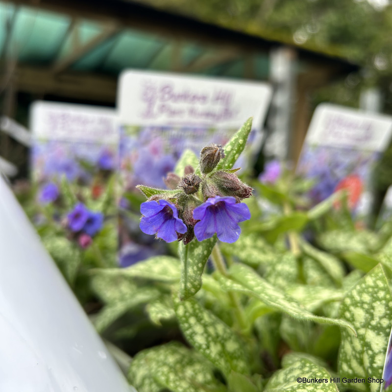 Pulmonaria 'Trevi Fountain' 3ltr pot