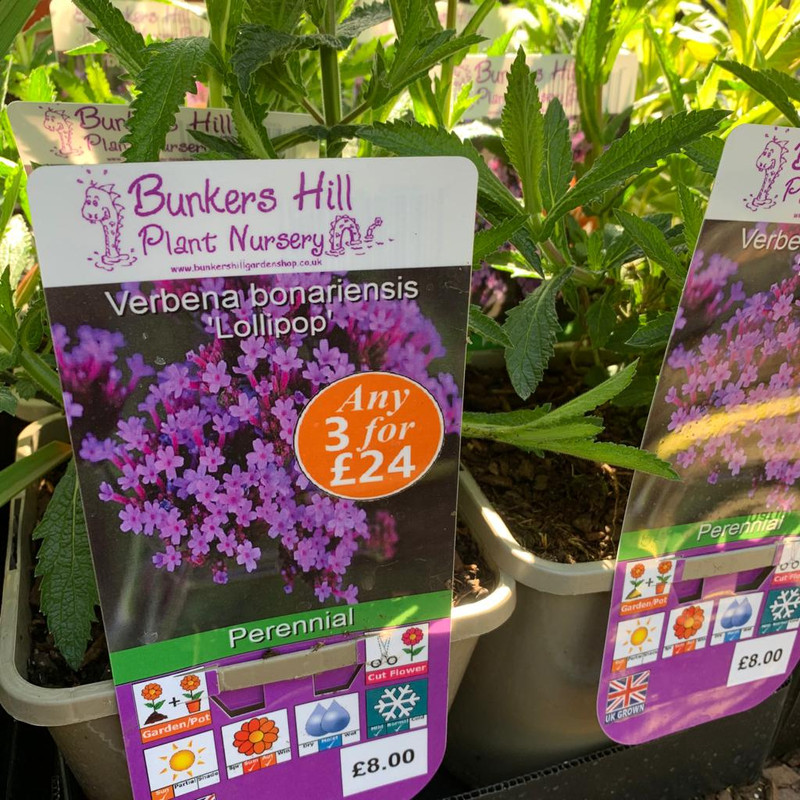 Verbena bonarienses 'Lollipop' 3ltr pot