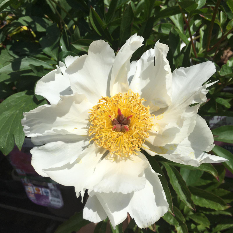 Peony lactiflora 'White Wings' (Peonia) 3ltr pot