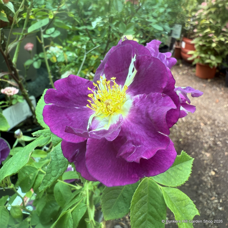 Rhapsody in Blue - Floribunda Rose