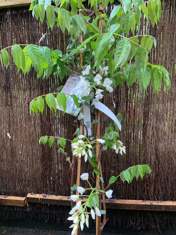 Wisteria venusta 'Alba'