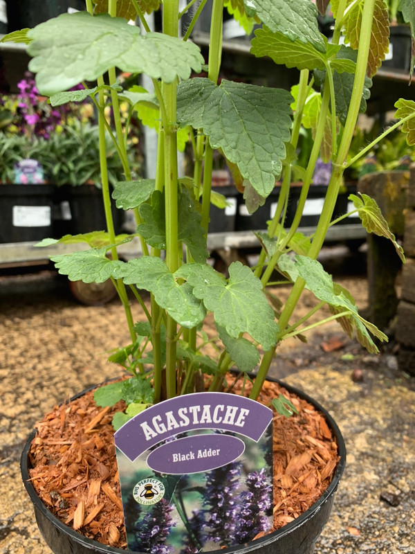 Agastache 'Black Adder' - 3lt