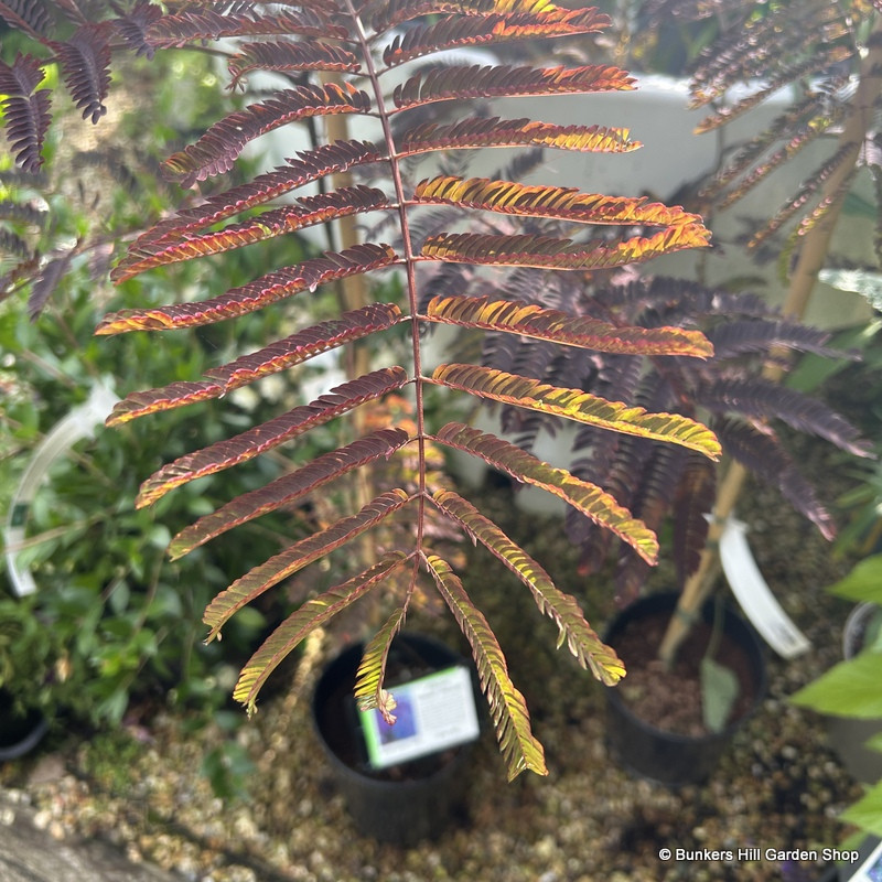 Albizia jubil. Summer Chocolate - 3ltr pot