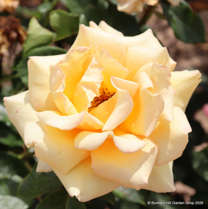 Simply the Best - Hybrid Tea Rose