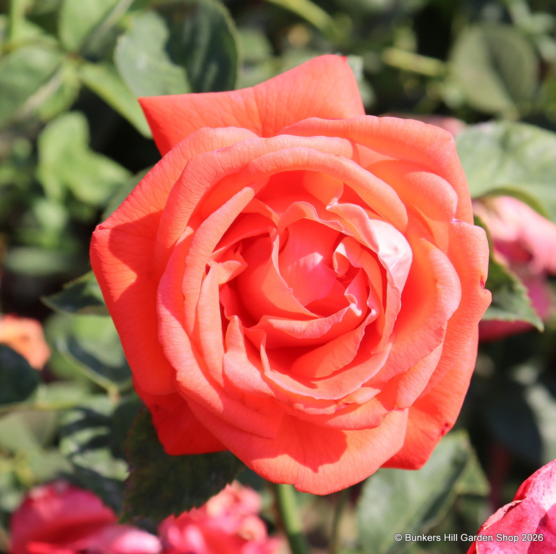 Super Star - Hybrid Tea Rose