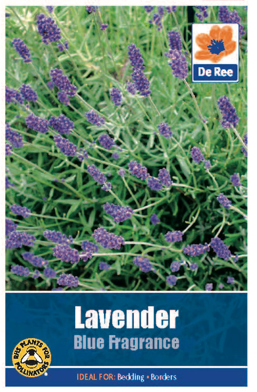 Lavender 'Blue Fragrance' Seeds