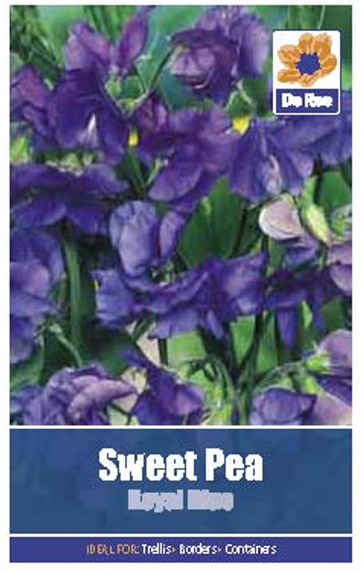 Sweet Pea 'Royal Blue' Seeds