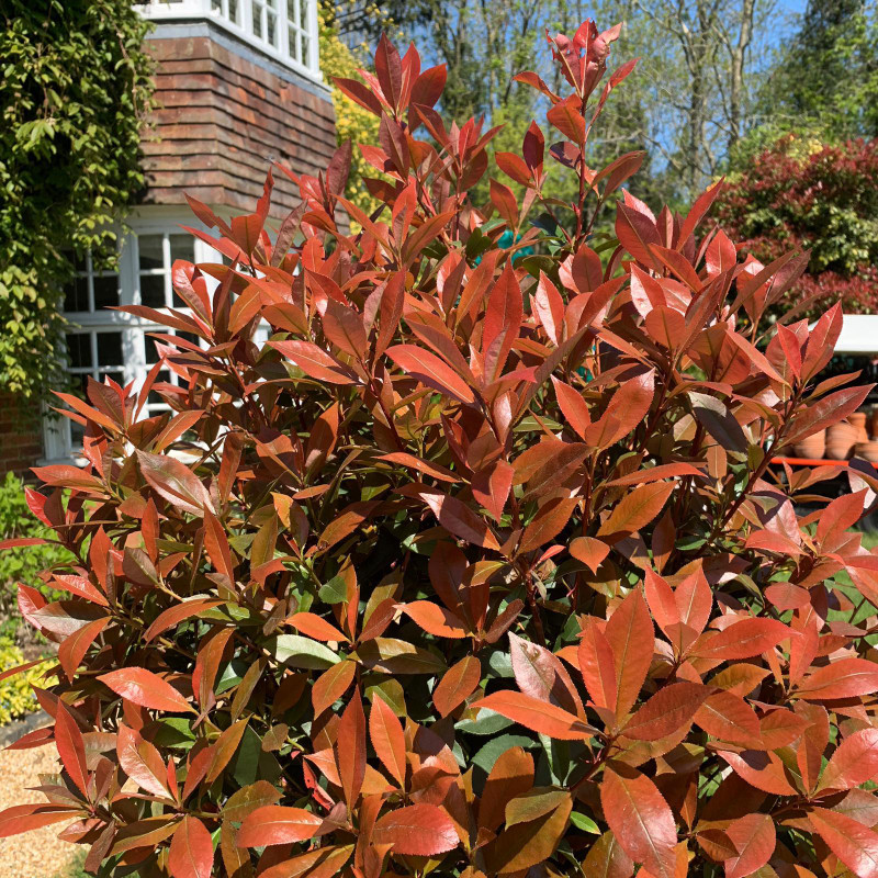 Standard Red Robin 'Care Rogue' 5ft