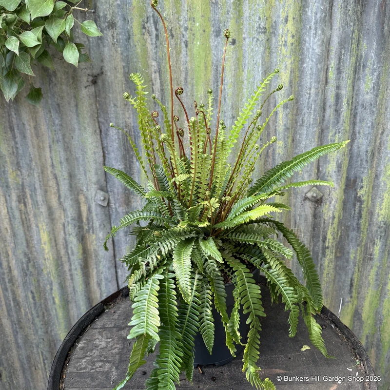 Blechnum spicant (Fern) M