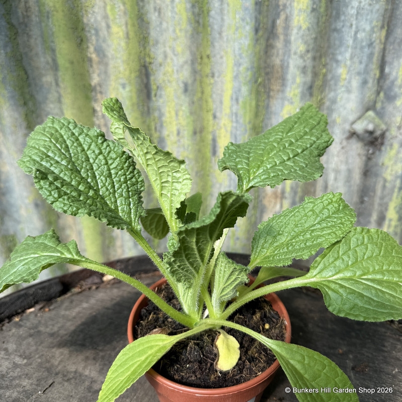 Borage white (11cm)