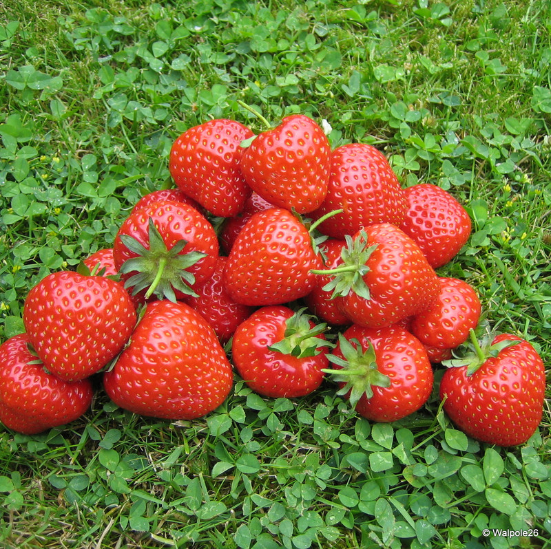 Strawberry 'Elegance' - 10 bare root plants