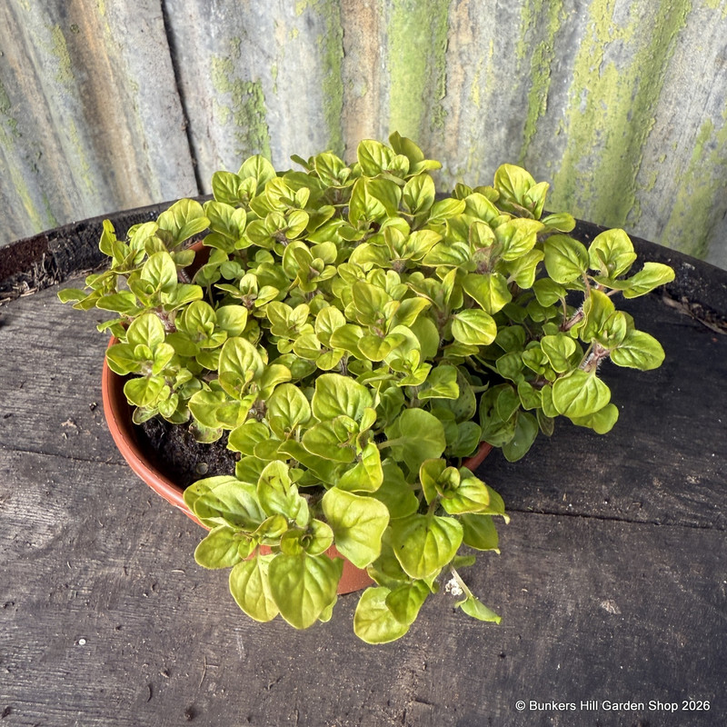 Marjoram - Golden (11cm)