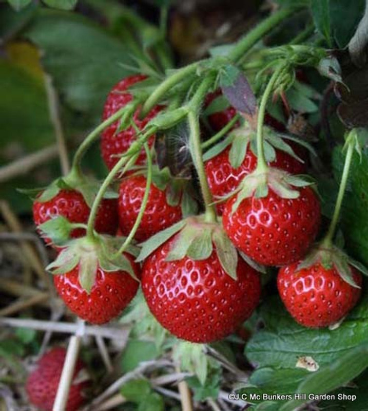 Strawberry 'Fenella'