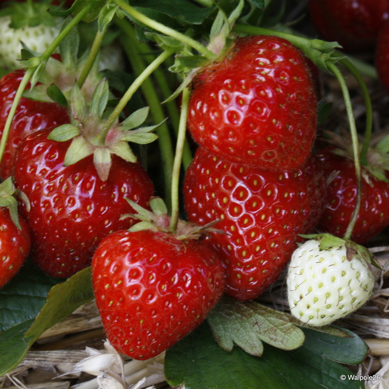 Strawberry 'Fenella' - 10 bare root plants