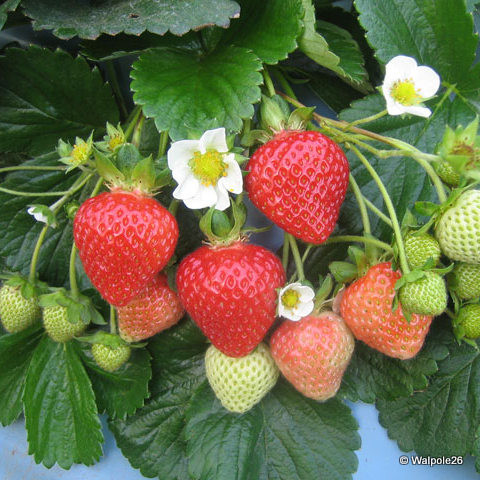 Buddleja 'Lochinch' 3L